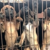 ‘케이지에 갇힌 개들’…동물권단체, 강화서 불법 투견장 적발