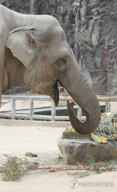 서울대공원 아시아코끼리[자료사진]연합뉴스