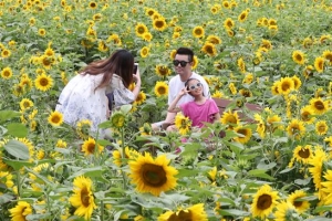 활짝 핀 해바라기… 활짝 핀 웃음꽃