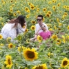 활짝 핀 해바라기… 활짝 핀 웃음꽃