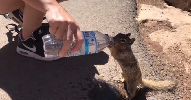 관광객이 건넨 물을 허겁지겁 마시는 다람쥐