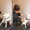 “널 해치지 않아”…사나운 반려견, 사랑으로 진정시킨 미용사