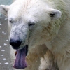 에버랜드 북극곰 ‘통키’, 영국에서 행복한 노후 보낸다