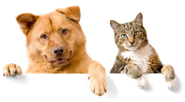 개는 지방을, 고양이는 탄수화물을 더 선호한다는 연구 결과가 나왔다.  출처 123rf