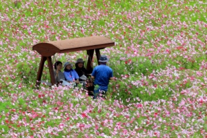 철 없는 코스모스…그래도 예쁜걸