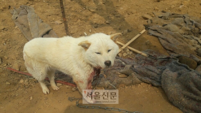 2017년 3월 인천 서구의 한 농장에서 구조된 찬이(사진제공=동물자유연대)