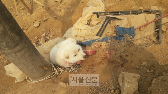 2017년 3월 인천 서구의 한 농장에서 구조된 란이 (사진제공=동물자유연대)