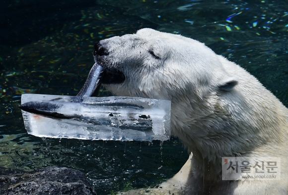 절기 상 하지인 21일 경기도 용인시 에버랜드 동물원에서 국내에 남아있는 유일한 북극곰인 통키(24살·수컷)가 수영장에 들어가 얼린 먹이를 먹으며 물놀이를 하고 있다. 사람 나이로 70∼80세가 되는 통키는 오는 11월 영국 요크셔 야생공원으로 옮겨져 여생을 보낼 예정이다. 2018.6.21. 이종원 선임기자 jongwon@seoul.co.kr