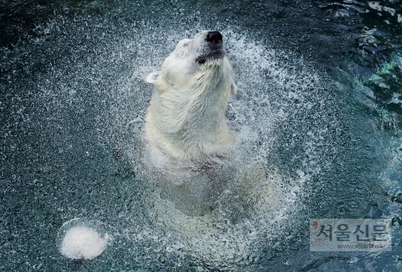 북극곰 ‘통키 옹’ 한국서 보내는 마지막 여름