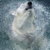 북극곰 ‘통키 옹’ 한국서 보내는 마지막 여름