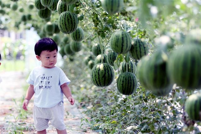 엄마, 수박이 하늘에서 열렸어
