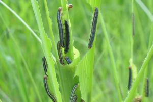 옥수수 갉아먹는 ‘멸강충’ 경기지역에 출현