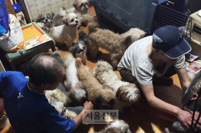 2015년 6월 서울 서대문구 홍은동의 한 빌라 지하방에 살던 노부부가 40여 마리의 개와 동거 중이었다. (사진제공=동물자유연대)