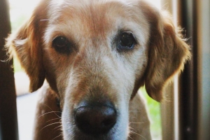 “천사가 떠났다” 다니엘 헤니, 무지개다리 건넌 반려견 ‘망고’ 애도