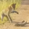 ‘사냥 참 어렵다’ 도마뱀 꼬리 스윙에 새끼 표범의 움찔