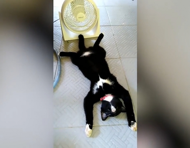 더위에 대(大)자로 뻗은 귀여운 고양이 모습(유튜브 영상 캡처)