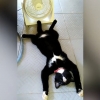 더위에 대(大)자로 뻗은 흑고양이