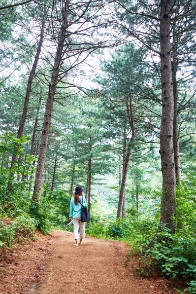 한 여행객이 돌틈정원에서 고산습원으로 이어지는 잣나무 숲길을 맨발로 걷고 있다.