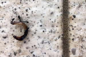 [서울포토] 일개미들에게 한 수 배웁니다.