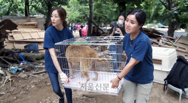 배우 김효진이 케어 박소연 대표와 함께 남양주시의 한 개농장에서 구조된 개를 옮기고 있다.