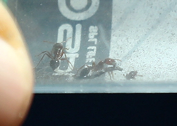 7일 오후 인천시 중구 인천컨테이너터미널에서 농림축산검역본부 관계자가 포집한 붉은불개미를 공개하고 있다. 농림축산검역본부에 따르면 전날 이곳에서는 야적장 바닥 틈새에서 붉은불개미 일개미 70여 마리가 발견됐다. 2018.7.7  연합뉴스