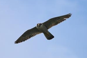 [포토] 소문난 바다 낚시터 추자도 알고보니 한반도 생물다양성의 보고