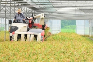 대왕님표 여주쌀 첫 벼베기