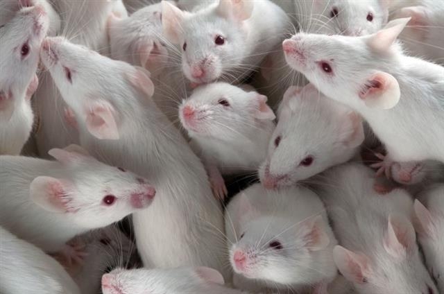 미국 연구진이 유전자 가위 기술을 이용해 인간에게 해를 끼치는 동물을 제거하기 위한 ‘유전자 드라이브’ 실험을 시작했다. 생쥐가 포유류에 있어서 첫 번째 유전자 드라이브 실험 대상이 됐다. 특정 유전자나 DNA를 자르거나 붙이는 등 편집을 통해 질병을 치료하는 유전자 가위 기술은 눈부시게 발전하고 있다. 네이처/사이언스포토라이브러리·사이언스 제공