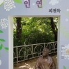 ‘인연’ 찾아 피천득 산책로 걸어볼까