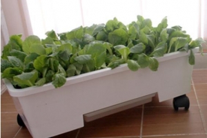 동작 어르신 외롭지 않게 텃밭박스 드려요