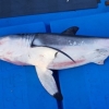 경주 앞바다서 ‘식인상어’ 백상아리 죽은 채 발견