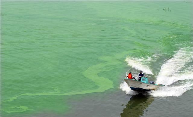 2013년 낙동강이 초록빛 물감을 풀어 놓은 듯 녹조 현상이 심각한 가운데 한국수자원공사 관계자들이 보트를 동원해 물을 순환시키는 작업을 하고 있다.  연합뉴스