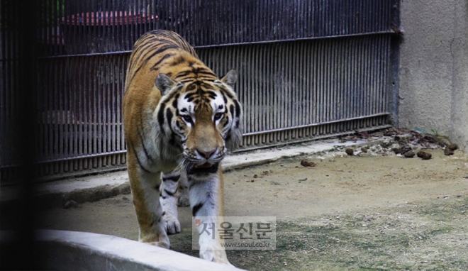 지난 17일 서울대공원 동물원 우리 안에서 호랑이 한 마리가 움직이고 있다.