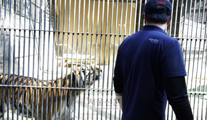 지난 17일 서울대공원 동물원에서 오현택 사육사가 호랑이들의 몸 상태를 체크하고 있다.