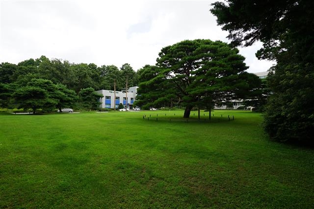 홍릉수목원에서 가장 오래된 반송 한 그루가 국립나무병원을 배경으로 자태를 뽐내고 있다.