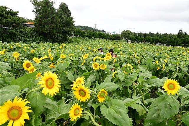 제주 화천동 김경숙해바라기농장에 샛노란 해바라기가 만개했다. 2012년에 문을 연 이곳은 사진 찍기 좋은 명소로 관광객들의 입소문을 타면서 널리 알려졌다.