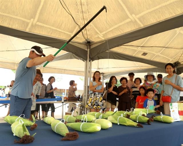 지난해 열린 홍천 찰옥수수축제에서 참가자들이 옥수수낚시를 하며 즐거워하고 있다. 홍천군 제공