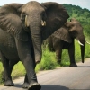 다이아 회사 드비어스 “남아공 코끼리 200마리 모잠비크로 옮긴다”