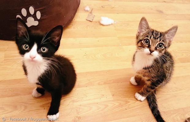 앞발만 가지고 태어난 새끼고양이 형제 프로그(왼쪽)와 뉴트.