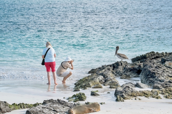 관광객들이 갈라파고스 세로부르호섬 해변에서 펠리컨의 모습을 카메라에 담고 있다.