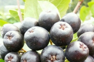 해풍맞은 김포 아로니아 로컬푸드서 특별 직판행사