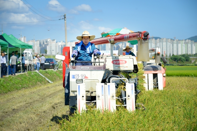 허석 순천시장이 31일 순천 신대리에서 전국 첫 노지 벼베기를 하고 있다.