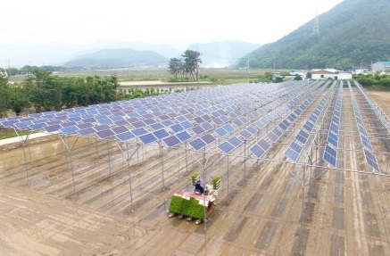 농지에 벼 재배와 태양광 발전을 동시에 하는 영농형 태양광