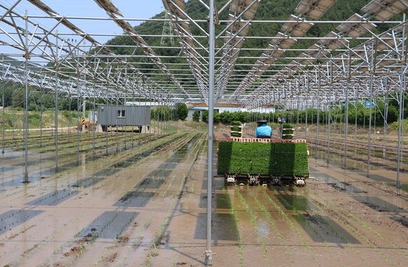 농지에 벼 재배와 태양광 발전을 동시에 하는 영농형 태양광