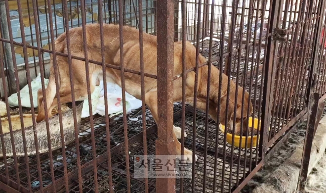 지난해 1월 경기도 여주시의 한 개농장에서 발견된 개가 구조단체가 준 밥을 먹고 있다. 오랜 굶주림으로 갈비뼈가 선명하게 드러나 있다. (사진=동물자유연대 제공)