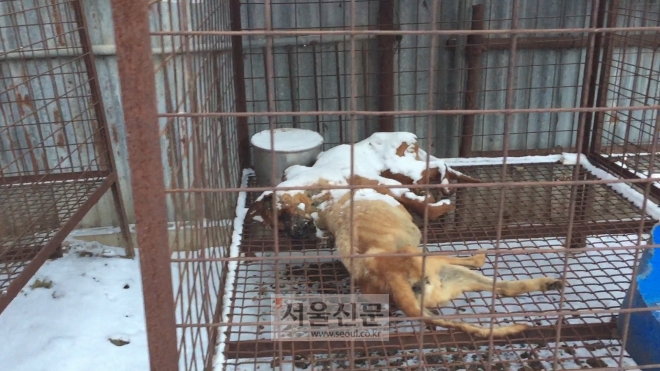 지난해 1월 경기도 여주시의 한 개농장에서 사체로 발견된 개들. (사진=동물자유연대)