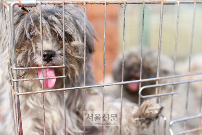 경기도 시흥시의 한 불법 번식장 화재 현장에서 구조된 강아지. [사진=동물자유연대 제공]