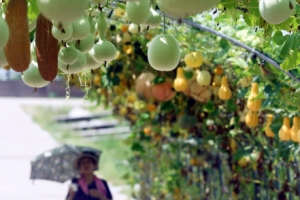 가을 오는 길목…탐스러운 덩굴식물