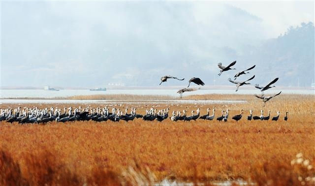 유네스코 생물권 보전지역으로 등재된 순천만 습지. 세계적 희귀종인 흑두루미 떼가 월동을 마치고 시베리아로 가다가 평안남도 문덕군 룡림리와 함경북도 라선 철새보호지역에 기착하기 전 머물기 때문에 중요한 교류 지역으로 꼽힌다. 순천시 제공