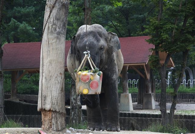 서울대공원 아시아코끼리 ‘가자바’ 급작스런 폐사